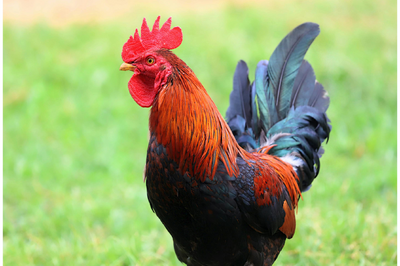 Circulation of avian paramyxovirus type 1 (Newcastle disease) in the Czech Republic