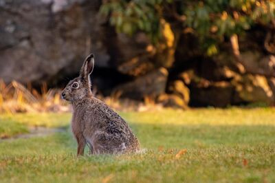 Myxomatosis in the Czech republic