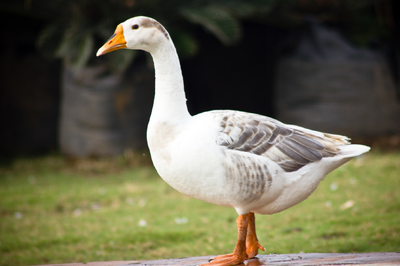 Duck circovirus (DuCV)