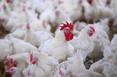 New H5N1 avian influenza genotype