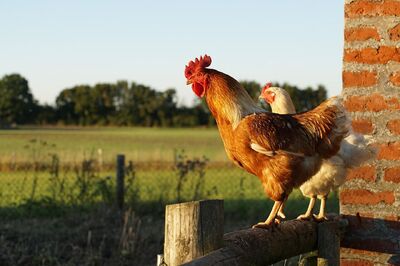 Summer outbreak of avian influenza virus in the Czech republic