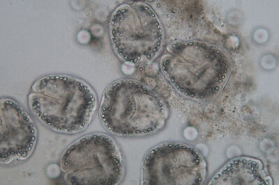 The diversity and systematics of helminths in animal hosts