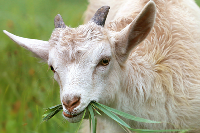 Don't underestimate the threat posed by internal parasites – an early diagnosis can protect your animals