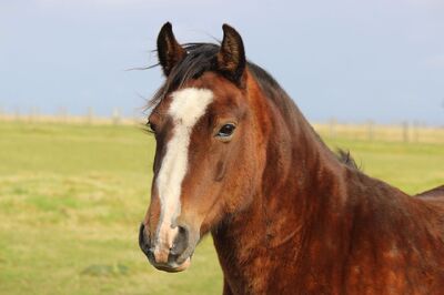 Leishmania (Mundinia) martiniquensis in horses in the Czech Republic and Austria