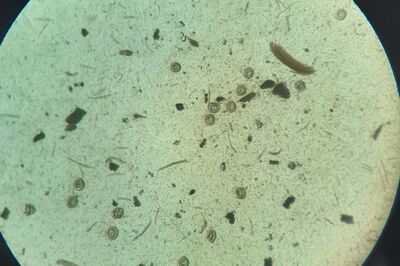 Detection of trichinella in dild moar meat from Hungary