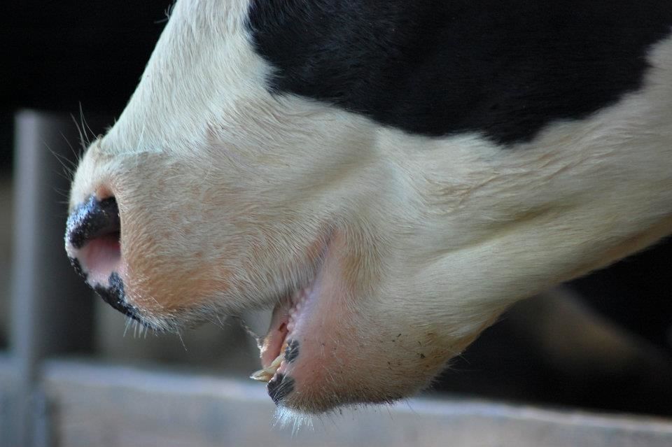 NRL FOR FOOT-AND-MOUTH DISEASE AND VESICULAR DISEASES - State veterinary  institute prague