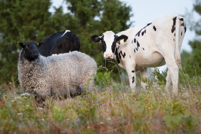 Case of malignant catarrhal fever in cattle