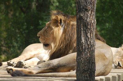 BRITSKÁ VARIANTA KORONAVIRU U ZOO ZVÍŘAT