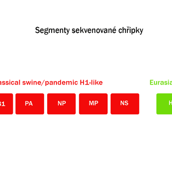 Segmenty sekvenované chřipky