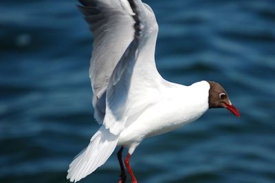 NRL FOR AVIAN INFLUENZA AND NEWCASTLE DISEASE