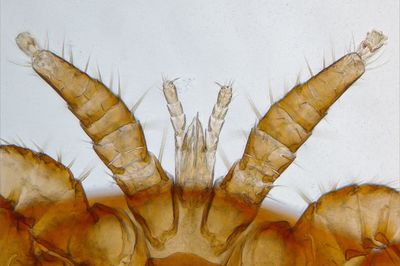 Pathology and parasitology