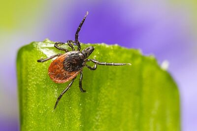 Tick-borne encephalitis