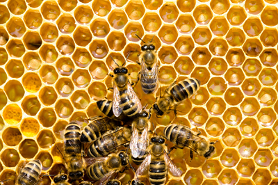 Varroáza - termín pro odevzdání vzorků měli