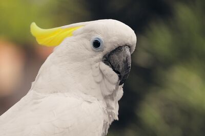 Cirkoviróza papoušků - BFDV (Beak and Feather Disease)