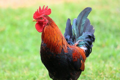 Cirkulace aviárního paramyxoviru typu 1 (Newcastleské choroby) v ČR