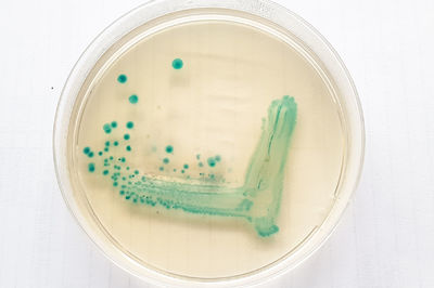 NRL pro E. coli